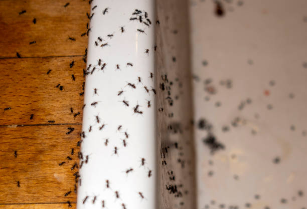 Pest Control for Restaurants in New Concord, OH