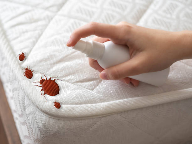 Best Spider Control Near Me  in New Concord, OH